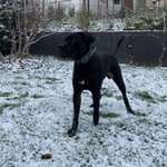 Ersteller:in Chapo Profilbild