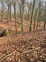 Hundeauslaufgebiet-Meyerspark-Bild