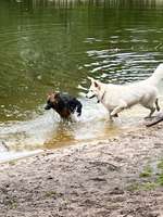 Hundeauslaufgebiet-Zum Rugenbarg-Bild