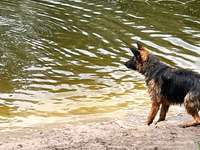 Hundeauslaufgebiet-Zum Rugenbarg-Bild