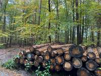 Hundeauslaufgebiet-Garlstedter Wald-Bild