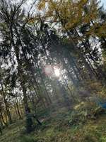 Hundeauslaufgebiet-Garlstedter Wald-Bild