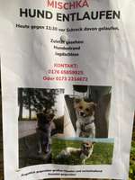 Suchmeldung-Miska-Bild