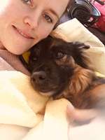 Alte Hunde im Alltag-Beitrag-Bild