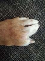 Pfotenzwischenraum geschwollen-Beitrag-Bild