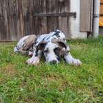 Ersteller:in Leah Profilbild