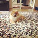 Spitz--Zwergspitz--kleinspitz---mittelspitz----Großspitz--Wolfsspitz-Beitrag-Bild