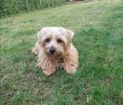 Norfolk Terrier-Beitrag-Bild