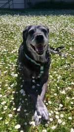 Osteosarkom Senior-Beitrag-Bild