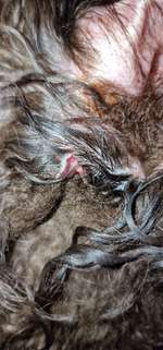 Wunde am Ohr, Tierarzt Dringlichkeit-Beitrag-Bild