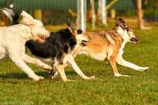 Hundeauslaufgebiet-Hundefreilauf Krefeld e.V.-Bild