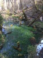 Hundeauslaufgebiet-Grünwalder Forst - Georgenstein-Bild