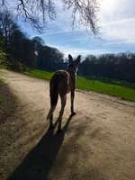 Hundeauslaufgebiet-Maximiliansanlagen Nord-Bild
