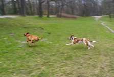 Hundeauslaufgebiet-Maximiliansanlagen Nord-Bild