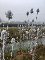 Hundeauslaufgebiet-Johanniskirchen/Daglfing-Bild