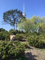 Hundeauslaufgebiet-Olympiapark Süd-Bild