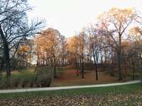 Hundeauslaufgebiet-Maximiliansanlagen Mitte-Bild
