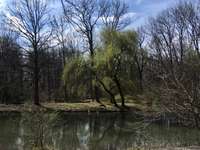 Hundeauslaufgebiet-Englischer-Garten Nord-Bild