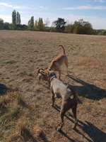 Hundeauslaufgebiet-Auberg-Bild