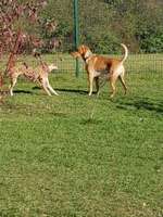 Hundeauslaufgebiet-Grünanlage Bärenloch-Bild