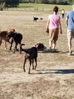 Hundeauslaufgebiet-Auberg-Bild