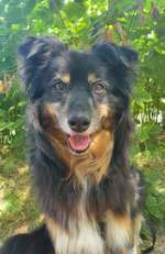 Rucksack für alten Hund-Beitrag-Bild
