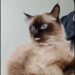 Ersteller:in Alex Raf Profilbild