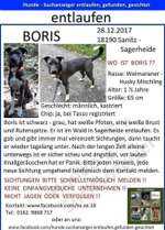 Suchmeldung-Boris-Bild