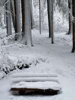 Hundeauslaufgebiet-Wald Affolterbach-Bild