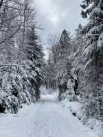 Hundeauslaufgebiet-Wald Affolterbach-Bild