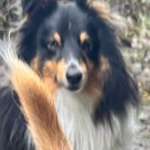 Suchmeldung-Oscar-Bild