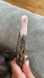 Warum knabbert sich der hund an der Rute-Beitrag-Bild