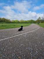 Hundeauslaufgebiet-Am Stadtpark-Bild