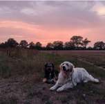 Hundeauslaufgebiet-Isernhagen-Bild