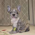 Ersteller:in Muffin Profilbild