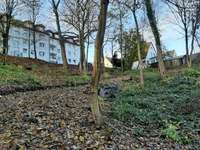 Hundeauslaufgebiet-Freilaufzone Paschupark-Bild