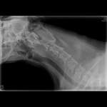 Röntgenbilder interpretieren-Beitrag-Bild