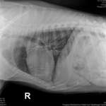 Röntgenbilder interpretieren-Beitrag-Bild