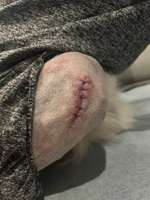 Mit 10 Monaten Patellaluxation-Beitrag-Bild