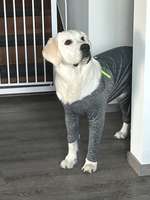 Mit 10 Monaten Patellaluxation-Beitrag-Bild