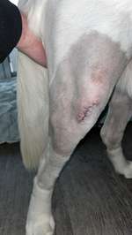 Mit 10 Monaten Patellaluxation-Beitrag-Bild