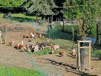 Hundeauslaufgebiet-Hühnerrunde-Bild