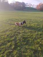 Hundeauslaufgebiet-Rheinaue-Bild