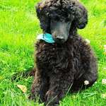 Ersteller:in Fee Profilbild