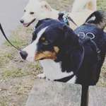 Playdate - Wer war der erste Freund oder beste Freund eures Hundes?-Beitrag-Bild