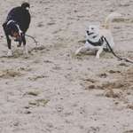 Playdate - Wer war der erste Freund oder beste Freund eures Hundes?-Beitrag-Bild