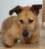 Mischlingshunde Foto Aufruf-Beitrag-Bild