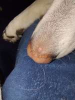 "Kruste" und jetzt heller Fleck auf der Nase...-Beitrag-Bild