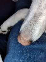 "Kruste" und jetzt heller Fleck auf der Nase...-Beitrag-Bild