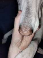 "Kruste" und jetzt heller Fleck auf der Nase...-Beitrag-Bild